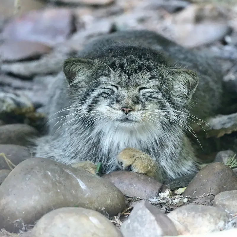A photograph of Zaya in Banham Zoo