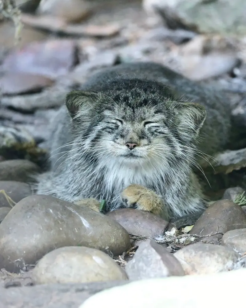 A photograph of Zaya in Banham Zoo