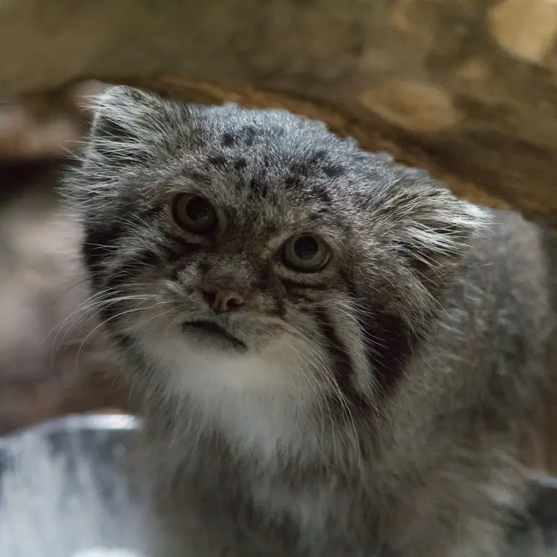 A photograph of Klyon in Ueno Zoological Gardens