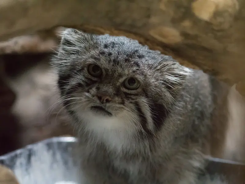 A photograph of Klyon in Ueno Zoological Gardens