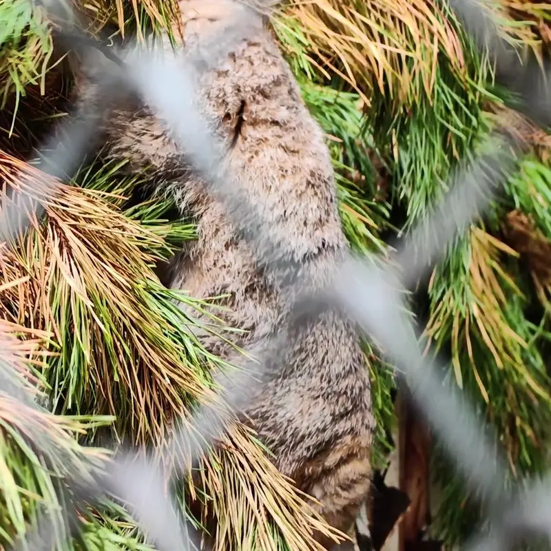 A photograph of a Pallas's cat in Novosibirsk Zoo