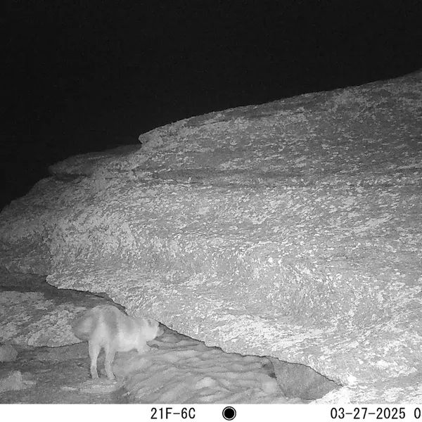 A photograph of Red fox from Bektauata 1 camera trap