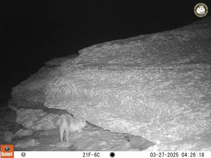A photograph of Red fox from Bektauata 1 camera trap