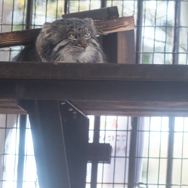 A photograph of Figa in Nogeyama Zoo