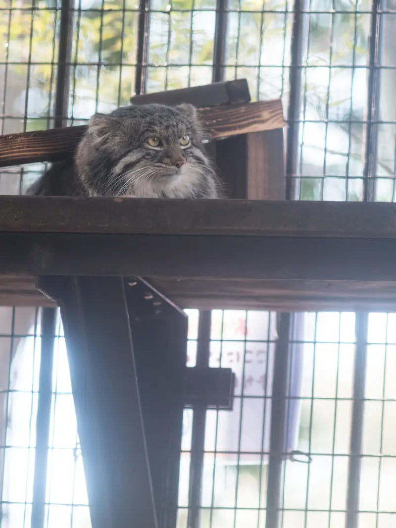 A photograph of Figa in Nogeyama Zoo