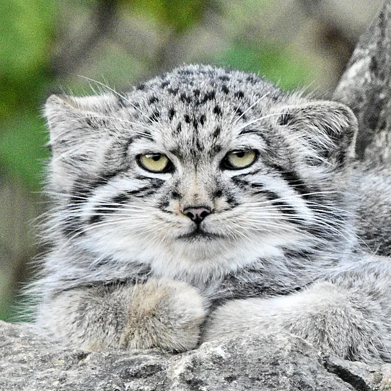 Tuya the Pallas's cat from Port Lympne Wild Animal Park
