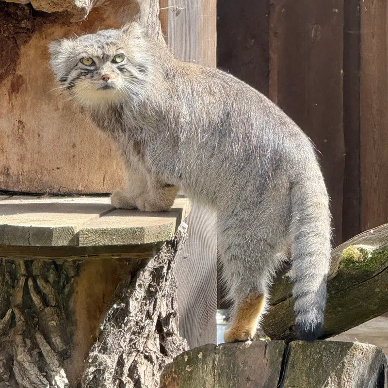 A photograph of Mars in Tallinn Zoo