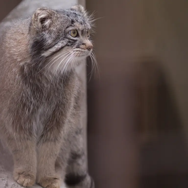 A photograph of Figa in Nogeyama Zoo