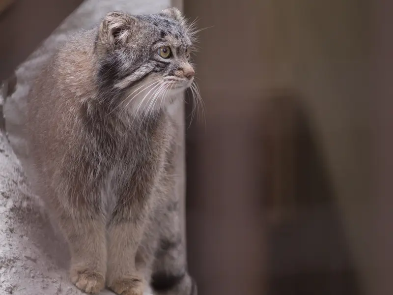 A photograph of Figa in Nogeyama Zoo