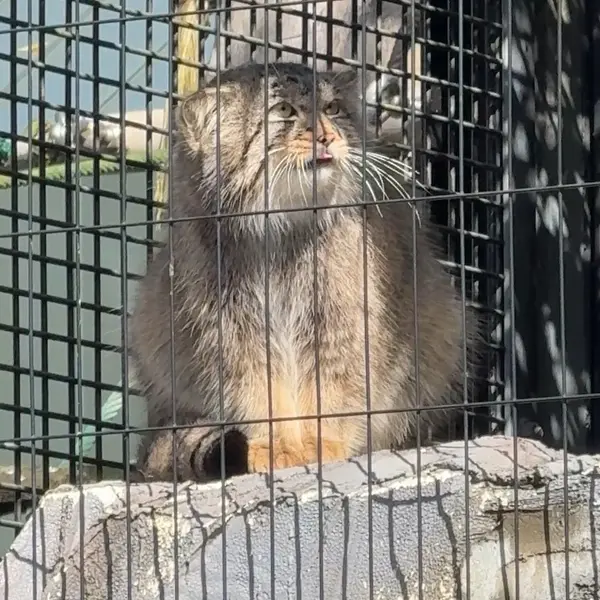 A photograph of Hide in Asahiyama Zoo