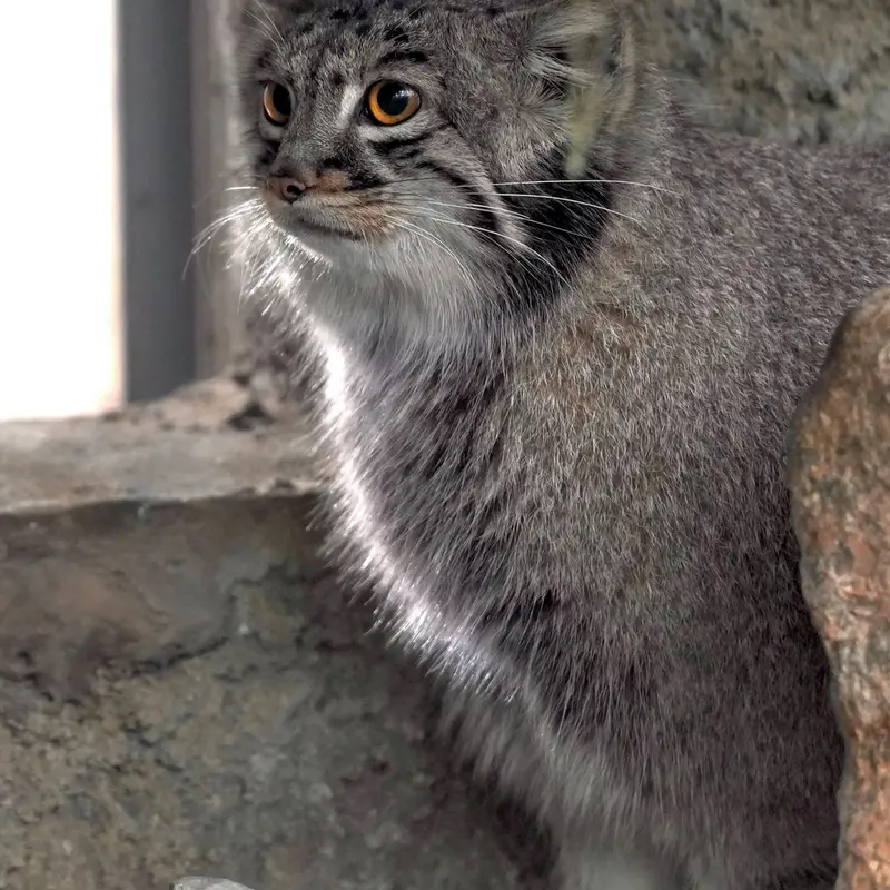 A photograph of Mei in Kobe Animal Kingdom