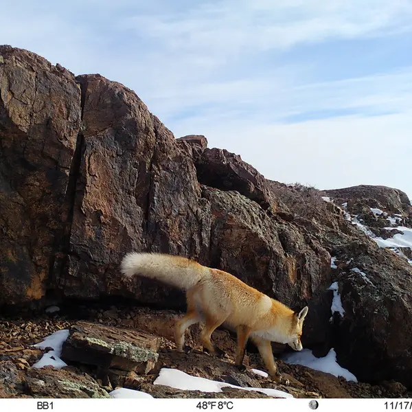 A photograph of Red fox from Aktas-Kunkora camera trap