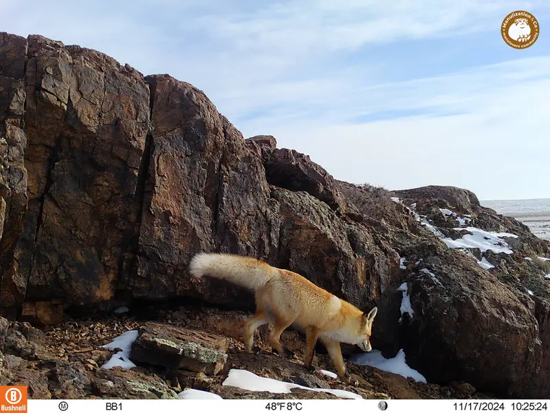 A photograph of Red fox from Aktas-Kunkora camera trap