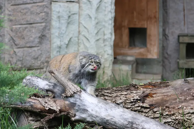 A photograph of Timofey in Moscow zoo
