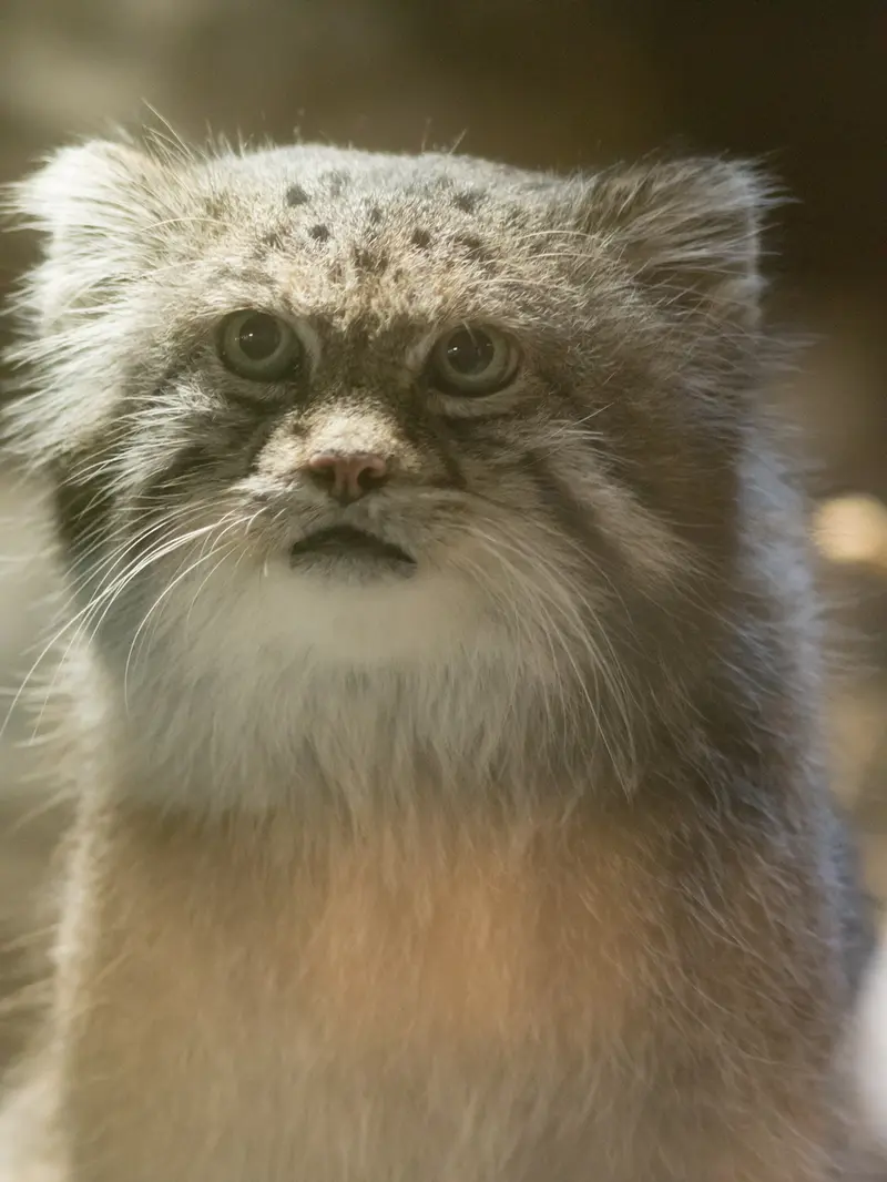 A photograph of Klyon in Ueno Zoological Gardens