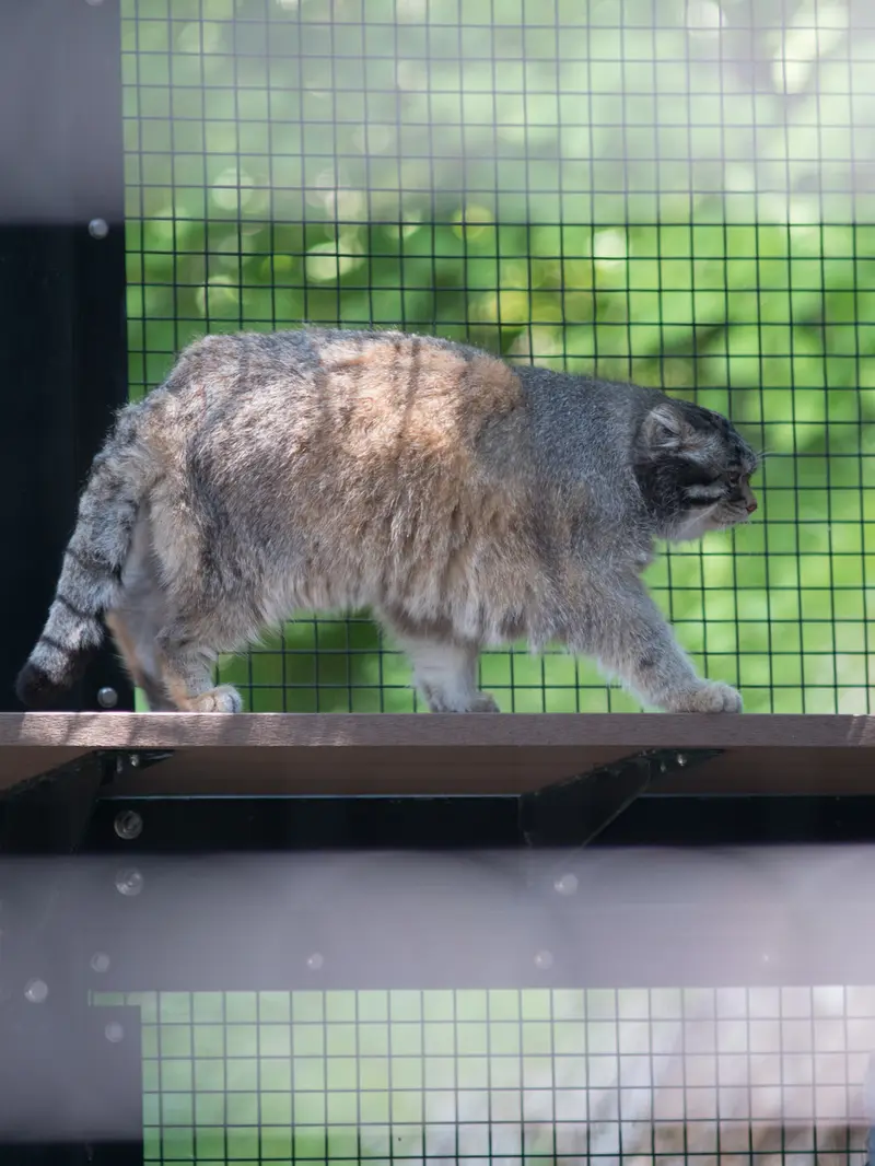A photograph of Grusha in Asahiyama Zoo