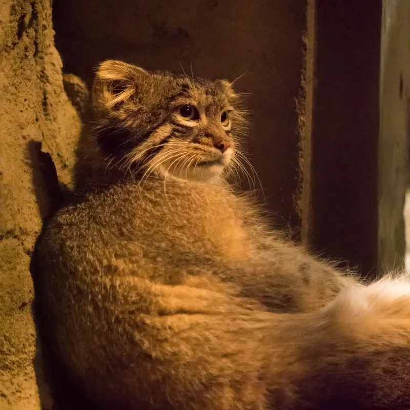 A photograph of Figa in Nogeyama Zoo