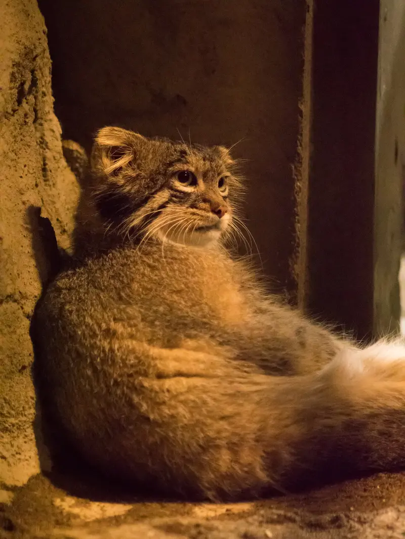A photograph of Figa in Nogeyama Zoo