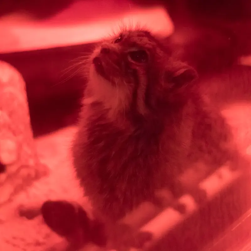 A photograph of Naim in Ueno Zoological Gardens
