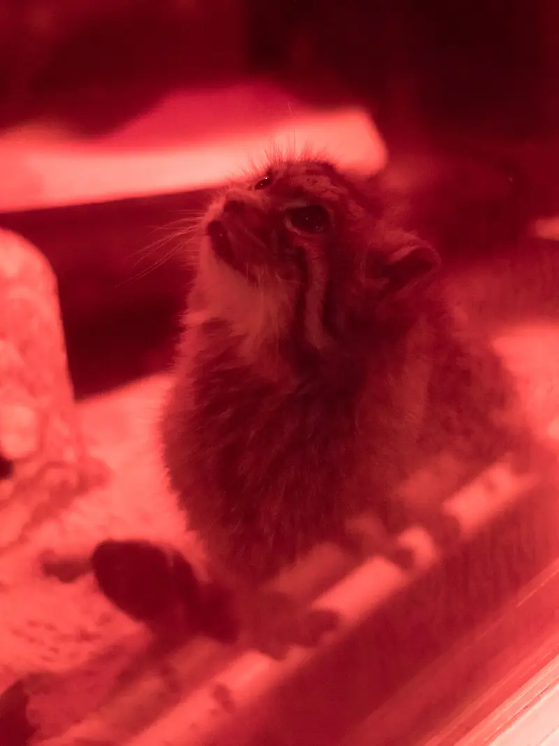 A photograph of Naim in Ueno Zoological Gardens