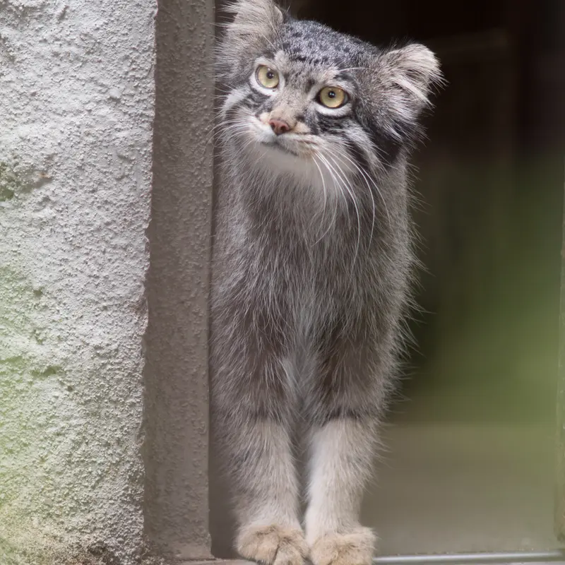 A photograph of Figa in Nogeyama Zoo