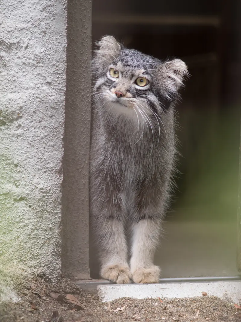 A photograph of Figa in Nogeyama Zoo