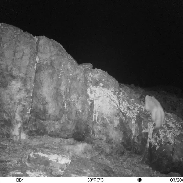 A photograph of Otocolobus manul manul from Aktas-Kunkora [new] camera trap