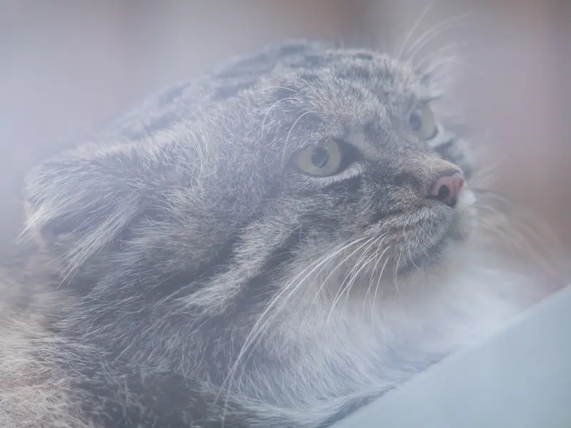 A photograph of Nar in Kobe Animal Kingdom