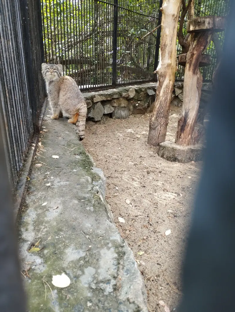 A photograph of a Pallas's cat in Novosibirsk Zoo