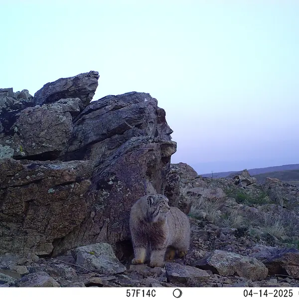 A photograph of Otocolobus manul manul from Karashoky camera trap