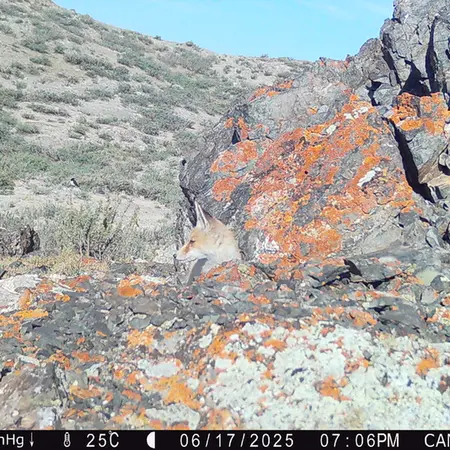 A photograph of a Pallas&#039;s cat from Zhilandy camera trap
