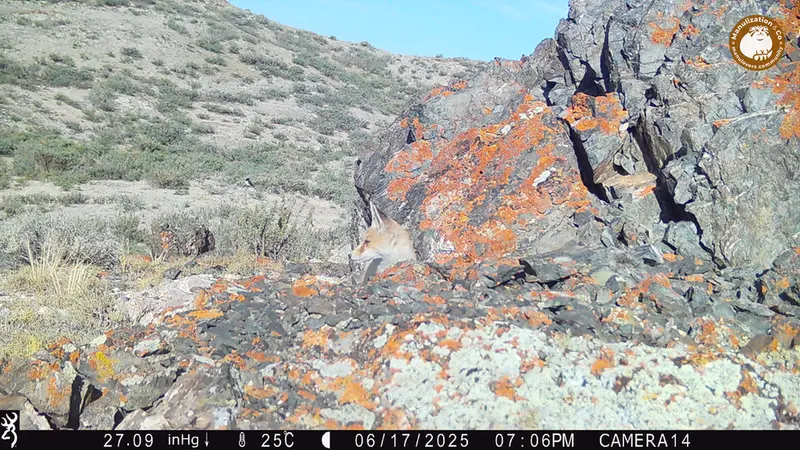 A photograph of a Pallas&#039;s cat from Zhilandy camera trap
