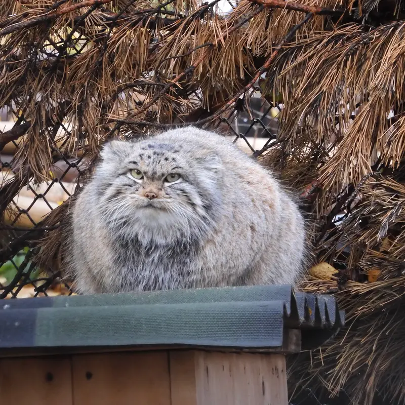 A photograph of Snezhinka in Novosibirsk Zoo