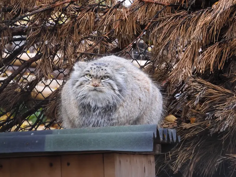 A photograph of Snezhinka in Novosibirsk Zoo