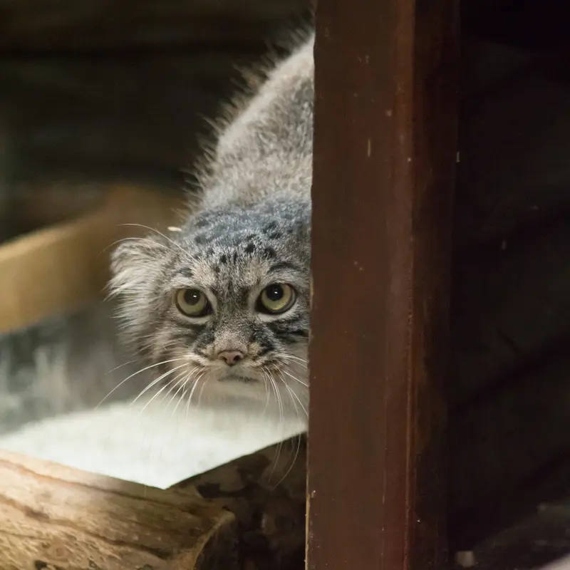 A photograph of Shafran in Ueno Zoological Gardens