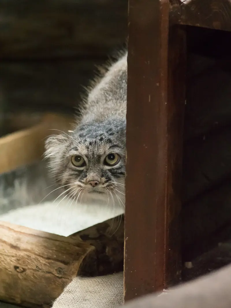 A photograph of Shafran in Ueno Zoological Gardens