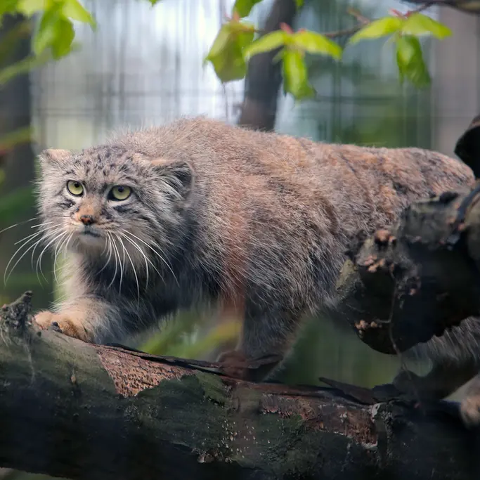 A photograph of Tsas in Kraków Zoo