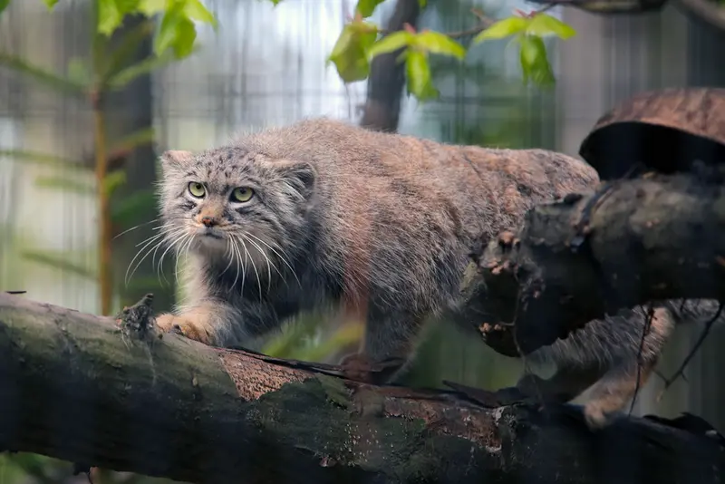 A photograph of Tsas in Kraków Zoo