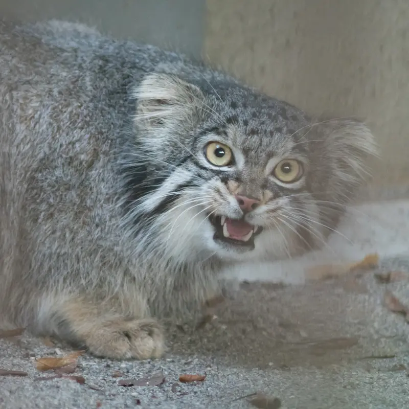 A photograph of Figa in Nogeyama Zoo