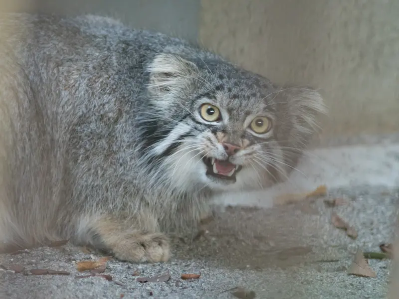 A photograph of Figa in Nogeyama Zoo