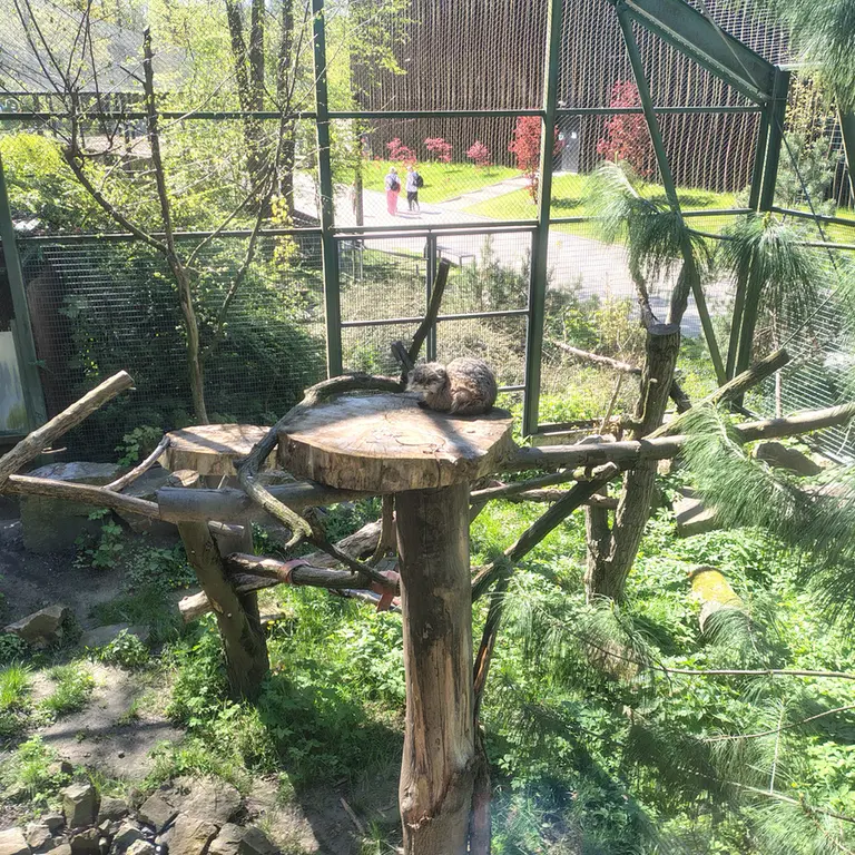 A photograph of Pazzo in Łódź Zoo