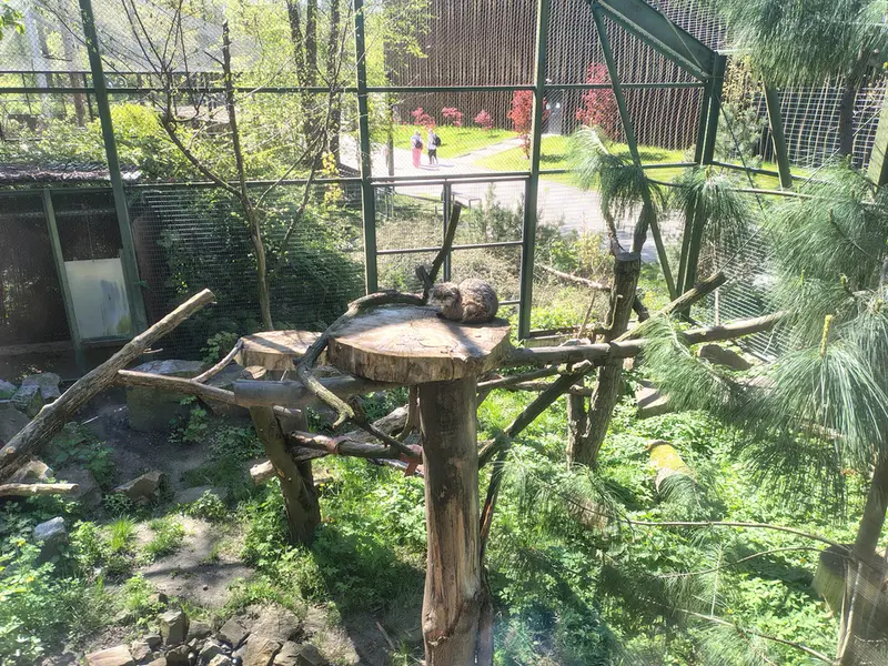 A photograph of Pazzo in Łódź Zoo