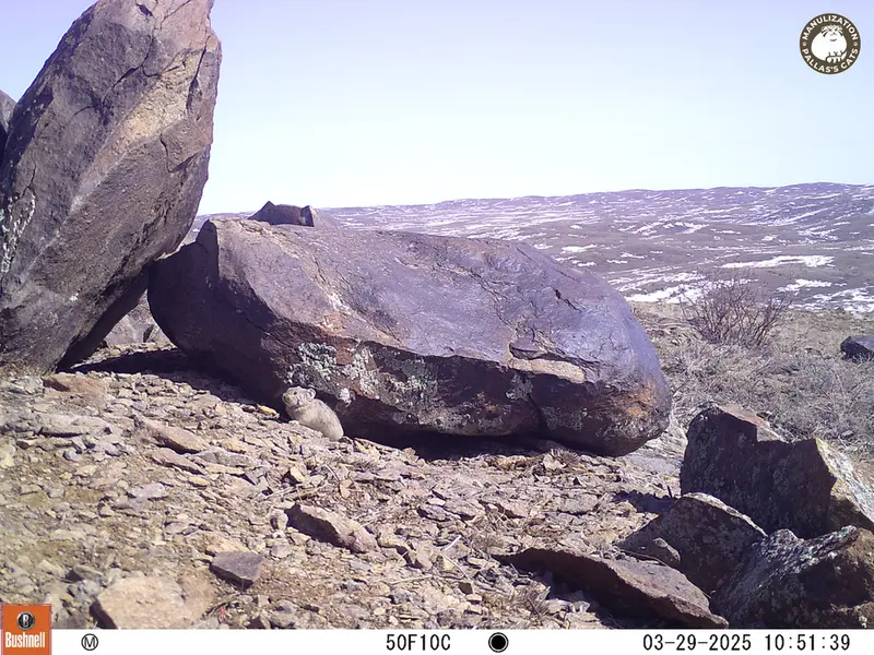 A photograph of Kazakh pika from Koshkar camera trap