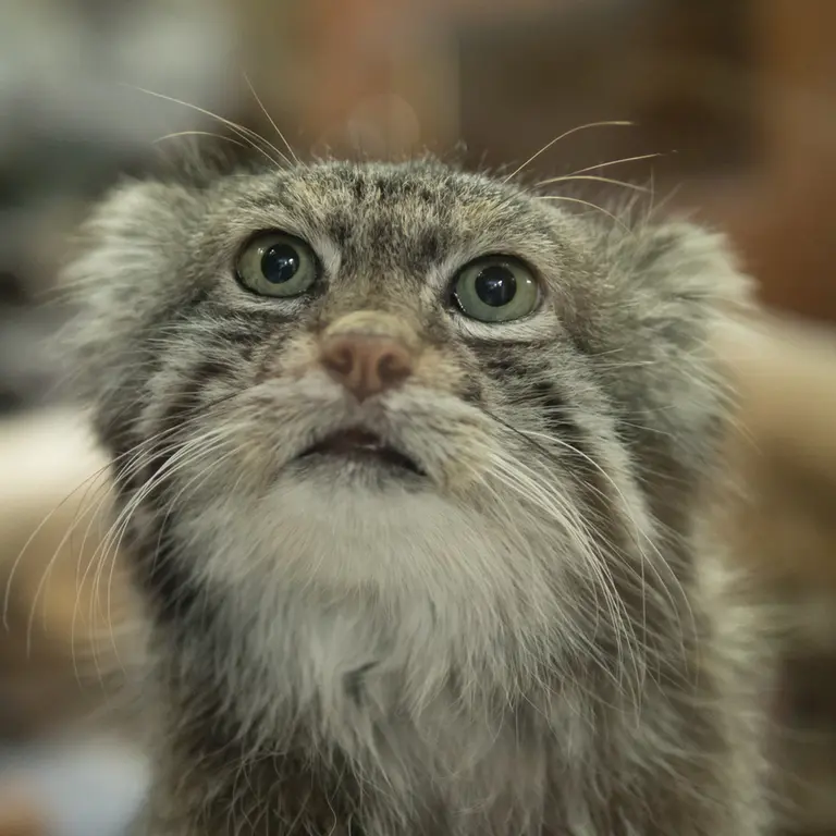 A photograph of Klyon in Ueno Zoological Gardens
