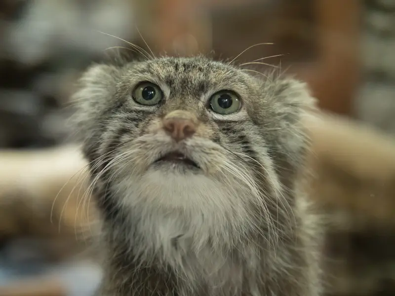 A photograph of Klyon in Ueno Zoological Gardens
