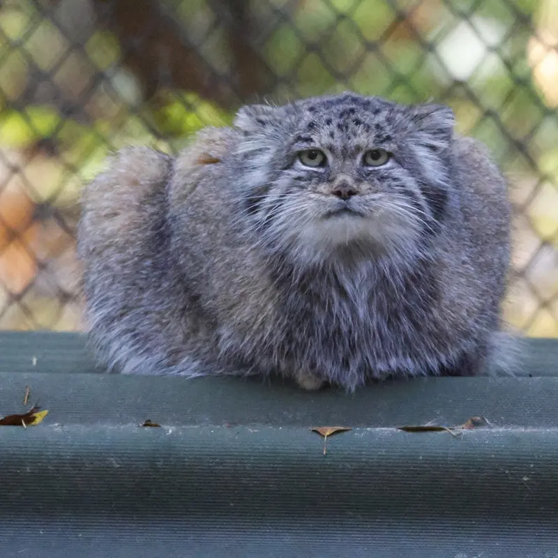 A photograph of Mia in Novosibirsk Zoo