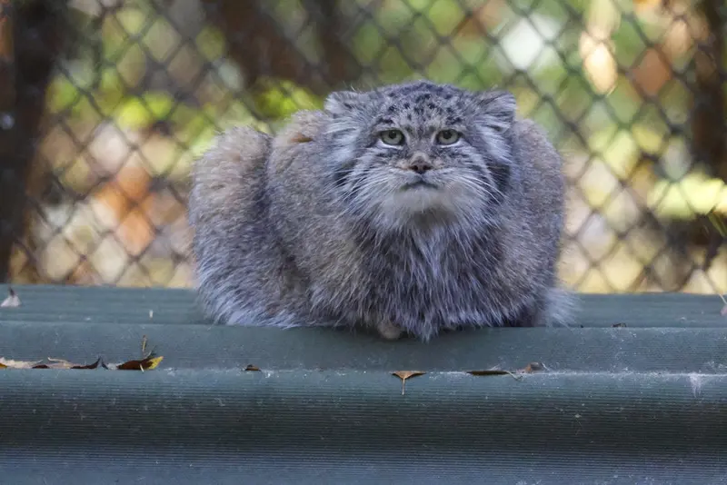 A photograph of Mia in Novosibirsk Zoo