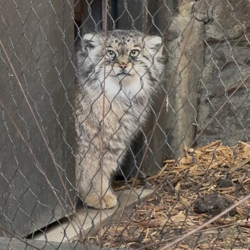 A photograph of Sarnai in Prospect Park Zoo