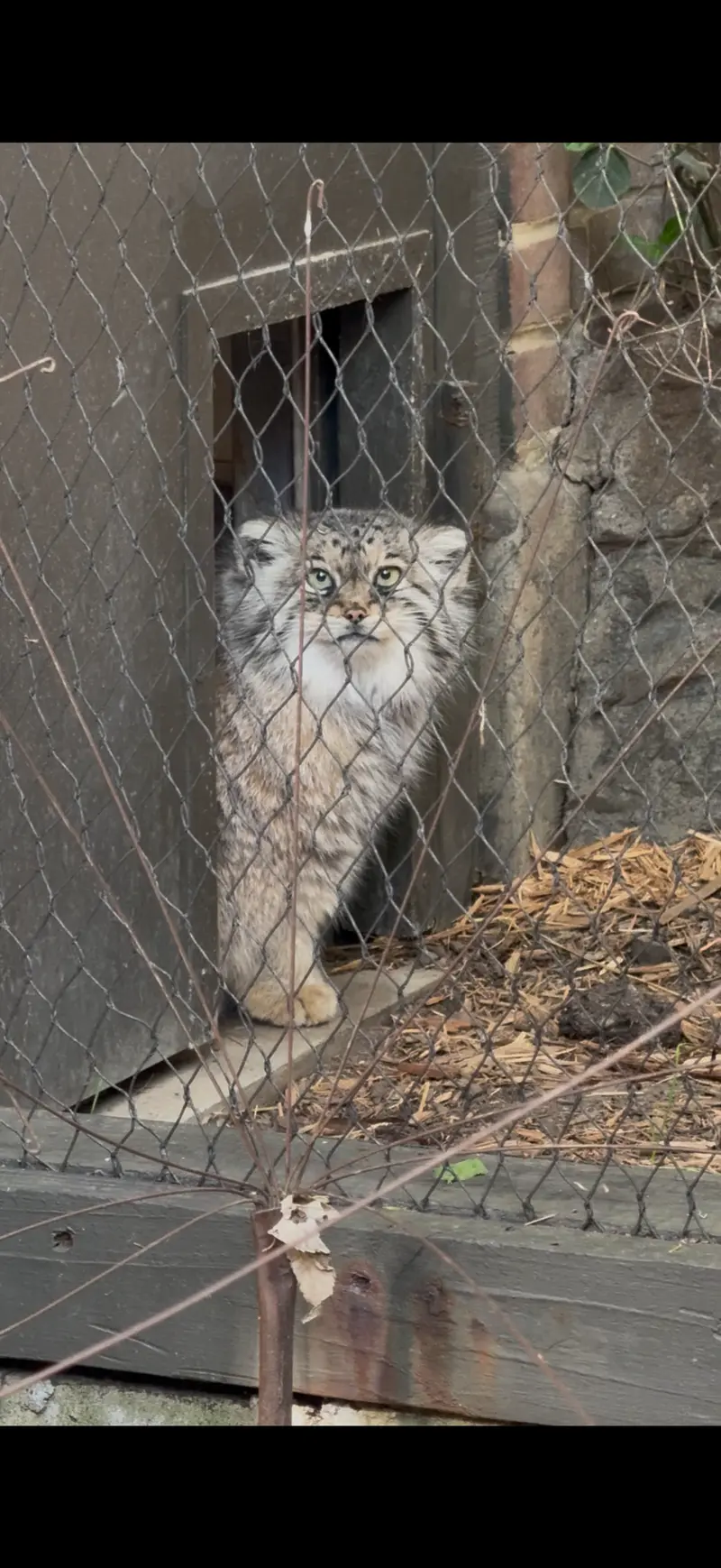 A photograph of Sarnai in Prospect Park Zoo