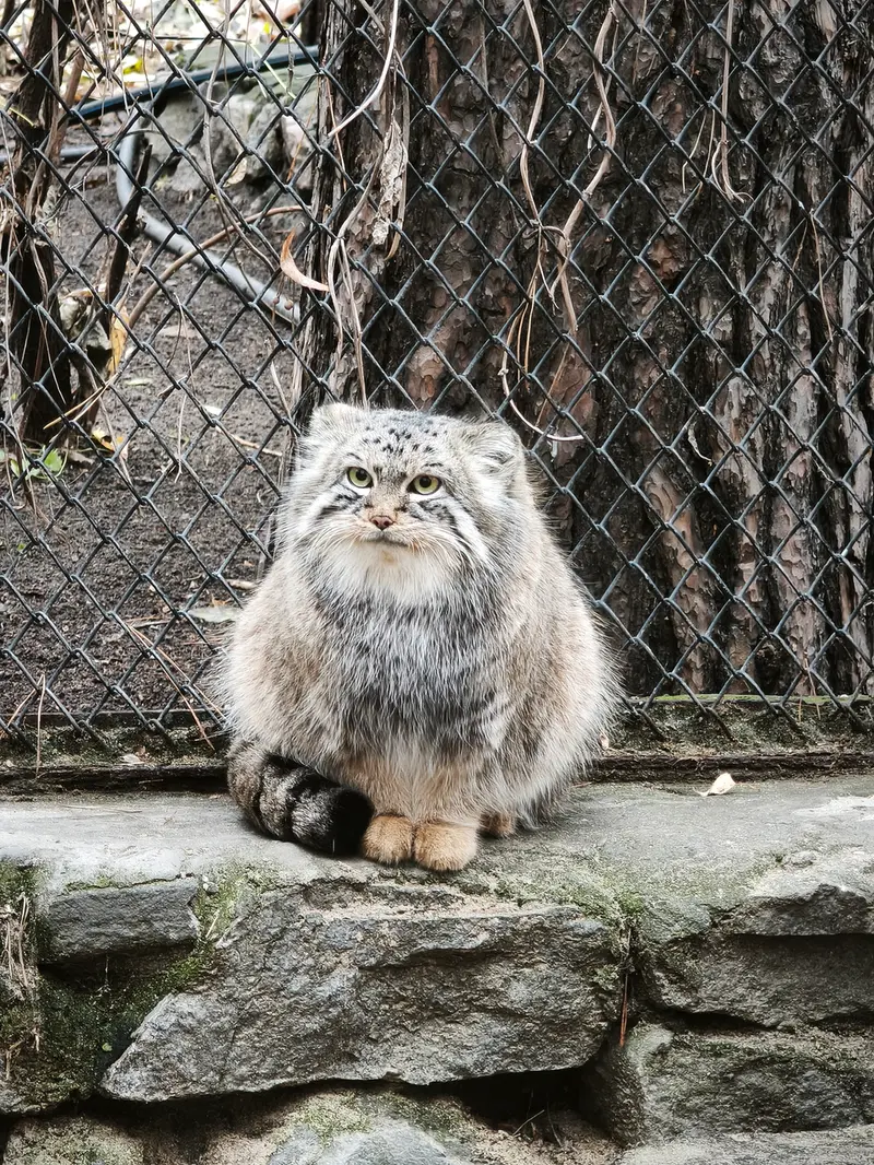 A photograph of Ruf in Novosibirsk Zoo